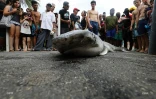Hommage victimes requins 