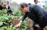 Hollande