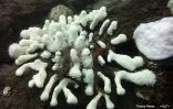  blanchissement du corail