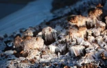 Hiver austral : i fé fré dann lé o La Rényon [?]
