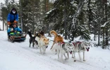 Des touristes se promènent en traîneau à chiens, autour du village du père Noël, près de Rovaniemi, en Laponie finlandaise, le 3 décembre 2019. 