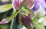 Salon Flore et Halle