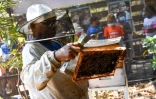 Le Port : les abeilles sentinelles sont à l'honneur