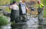 Sécheresse : le Sud Sauvage totalement à sec, poissons et crustacés en danger
