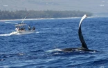 baleines 