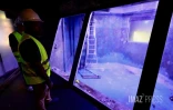Aquarium de La Réunion : une opération de rénovation lancée à partir de 2026