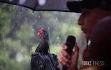 Manifestation délinquance
