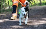 Chien chercher de fuites d'eau