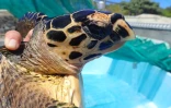 Kélonia jeune tortue Woody imbriquée relâchée L'Etang-Salé