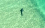 Image tirée d'une vidéo prise le 14 novembre 2020 et fournie par le Service australien des véhicules aériens sans pilote (AUAVS) le 13 octobre 2025, montrant un requin nageant le long d'une plage près de Lennox Head, dans le nord de la Nouvelle-Galles du Sud, en Australie