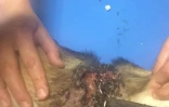 Tchoupie blessée par un collier étrangleur