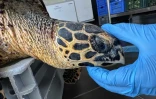 Une tortue imbriquée secourue grâce à la vigilance de pêcheurs à la Pointe au Sel