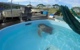 tortue blessée Kélonia