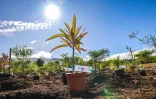 Département : 700 000 plants déjà mis en terre 