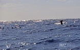 contrôle des approches de baleines 