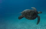 La tortue photographiée avec un fil de pêche n'est plus en danger