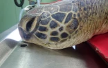  Deux nouvelles tortues victimes d'un choc avec un bateau 