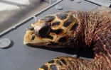 Manon, une jeune tortue imbriquée retrouvée morte à La Saline