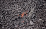 Volcan