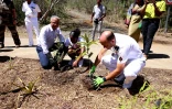 FAZSOI et le Plan départemental 1 Million d'Arbres pour La Réunion