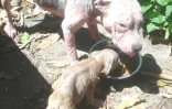 Cagnotte leetchis association Droit de cite protection animaux chiens