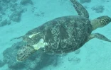 Une nouvelle tortue blessée par l'hélice d'un bateau