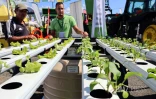 Foire agricole de Bras Panon