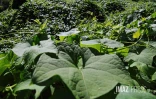 espèce envahissante , les espèces invasives