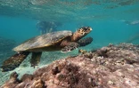 tortues imbriquées du lagon présence humaine