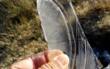 Grand froid et gelées sur La Réunion