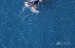 baleines septembre 2023