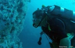  blanchissement du corail