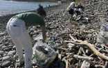 Sainte-Marie : plus d'une cinquantaine de bénévoles mobilisés pour nettoyer le littoral