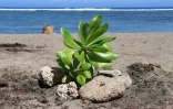 Végétalisation plage st-leu