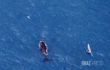 baleines septembre 2023