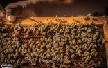 Le Port : les abeilles à l’honneur pour l'Apidays 2025 