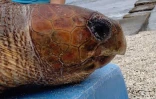 Tortue caouanne Gertrude 