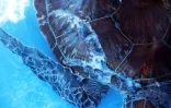 Tortues Kélonia 