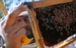 Apiculture