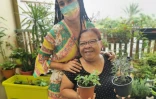 Distribution plantes aromatiques