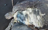 Tortue marine percutée par un bateau