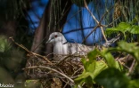 Saint-Pierre : première reproduction documentée de la tourterelle rieuse à La Réunion