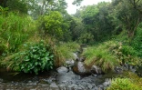 Cascade Délice