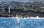 Terre Sainte : un groupe de grands dauphins de l'Indo-Pacifique observé 