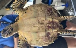 Une tortue imbriquée secourue grâce à la vigilance de pêcheurs à la Pointe au Sel