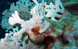  blanchissement du corail
