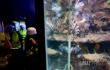 Aquarium de La Réunion : une opération de rénovation lancée à partir de 2026