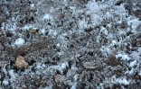Hiver austral : i fé fré dann lé o La Rényon [?]