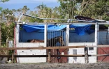 cyclone garance chevaux 