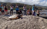 tortue kelonia  Rosalia 
